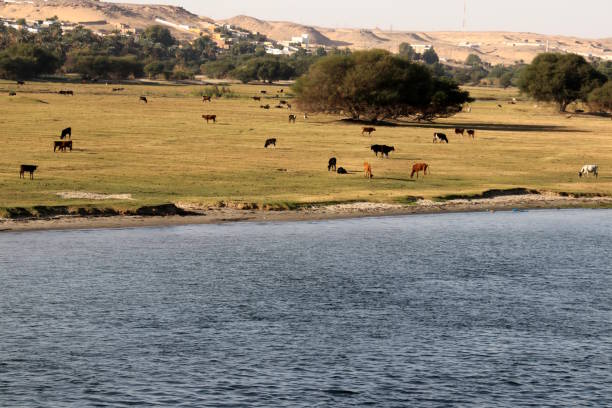istock Cows grazing on meadow by Nile river 922973524