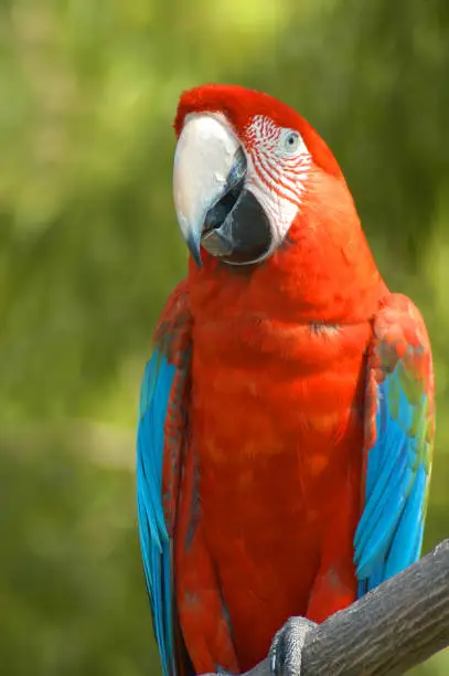 Photo of Brilliant Rainbow McCaw