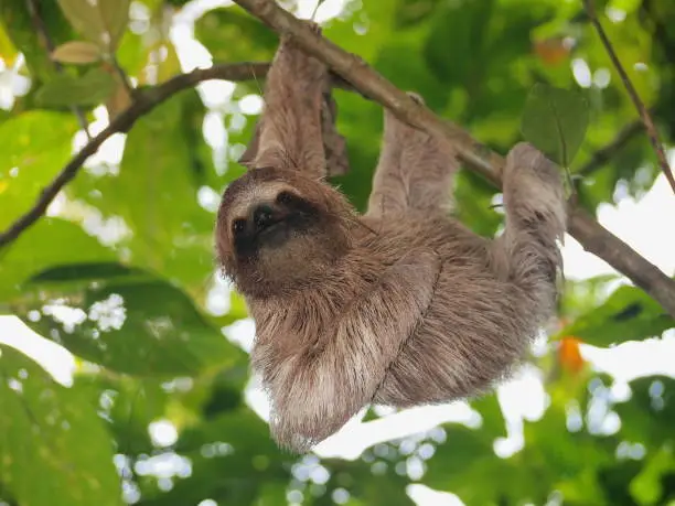 Photo of Cute sloth hanging from branch wild animal