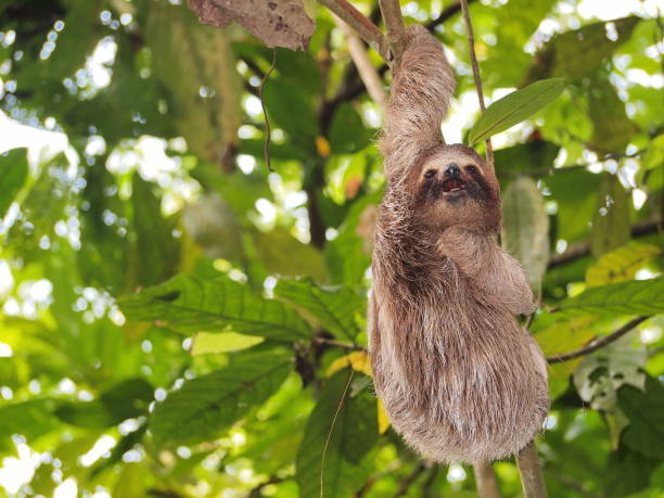istock Funny sloth hanging from a branch in the jungle 922981572