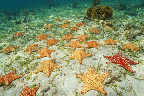 istock Group of starfish Cushion sea star on sea bottom 922981786