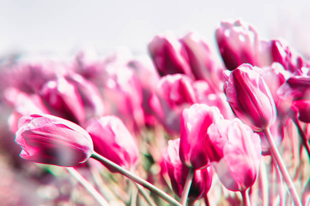 istock Tulips field in the Netherlands 922981960