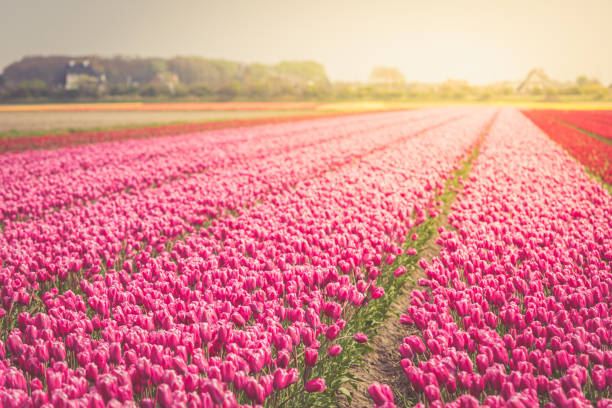 istock Red tulips field in the Netherlands 922982036