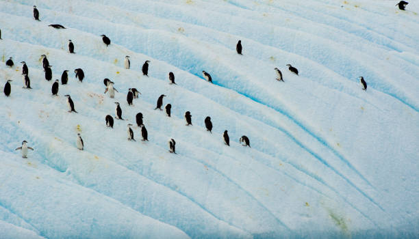 chinstrap penguin at the top - half moon island horizontal penguin animal imagens e fotografias de stock