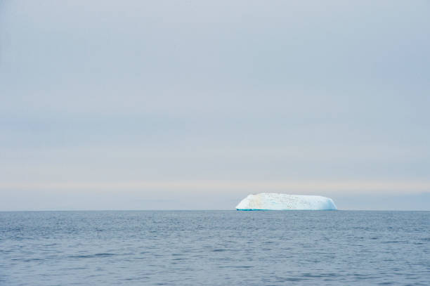 chinstrap penguin at the top - nature antarctica half moon island penguin imagens e fotografias de stock