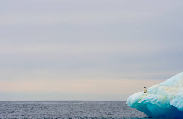 chinstrap penguin at the top - half moon island horizontal penguin animal imagens e fotografias de stock