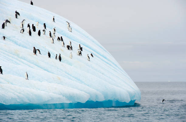 hinstrap pingouin en haut - half moon island horizontal penguin animal photos et images de collection