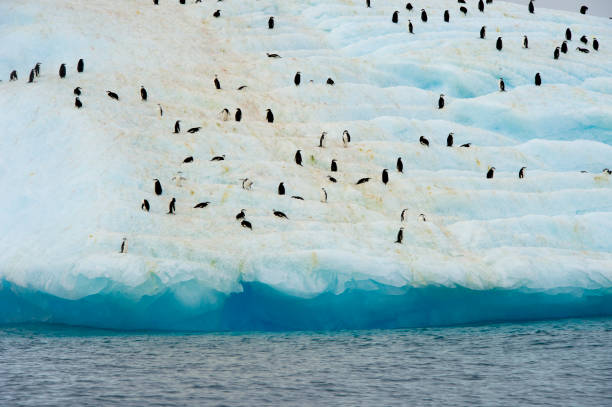 istock hinstrap penguin at the top 922982602