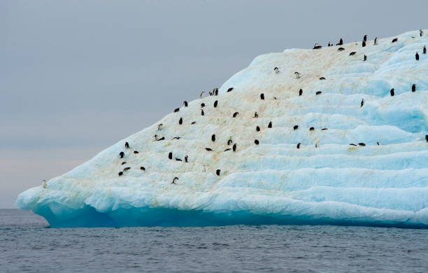istock hinstrap penguin at the top 922982810