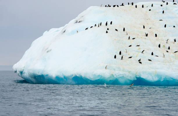 istock hinstrap penguin at the top 922982936