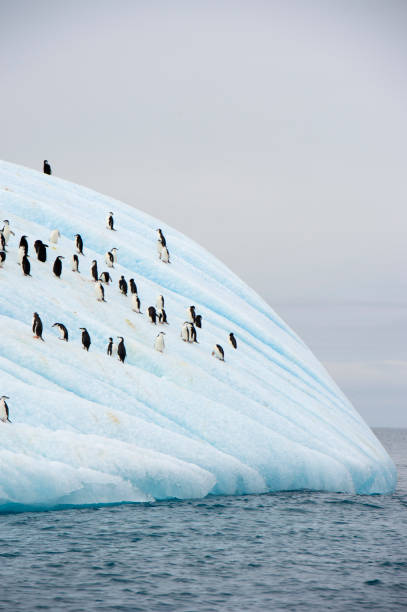 hinstrap penguin at the top - nature antarctica half moon island penguin imagens e fotografias de stock