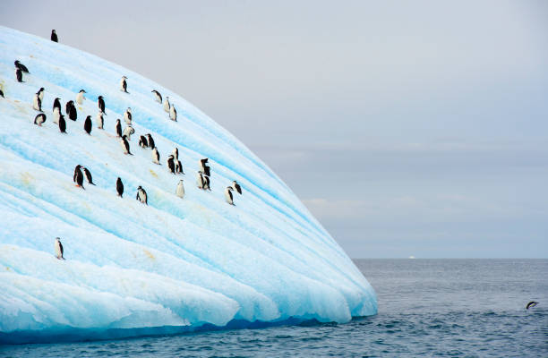 kinnriemen pinguin in anatcrtica. leben, kalt. - nature antarctica half moon island penguin stock-fotos und bilder