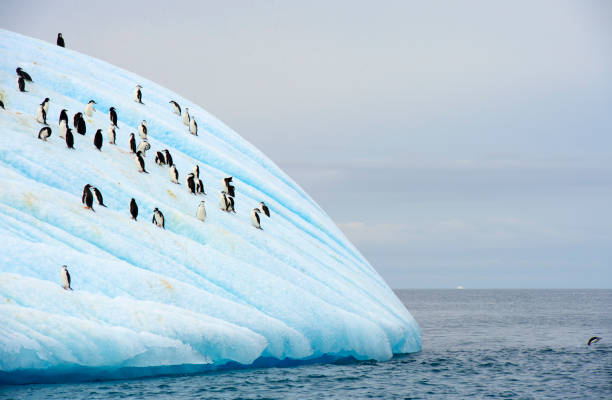 chinstrap penguin in anatcrtica. life, cold. - nature antarctica half moon island penguin imagens e fotografias de stock