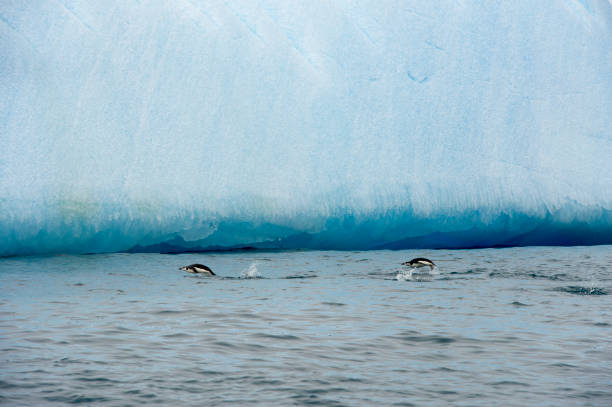 kinnriemen pinguin in anatcrtica. leben, kalt. - nature antarctica half moon island penguin stock-fotos und bilder