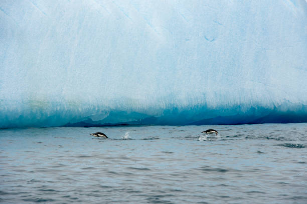 chinstrap penguin in anatcrtica. life, cold. - half moon island horizontal penguin animal imagens e fotografias de stock