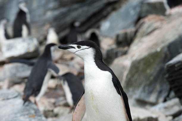 istock Single Chinstrap penguin stands against a beautiful blue water and iceberg 922988604