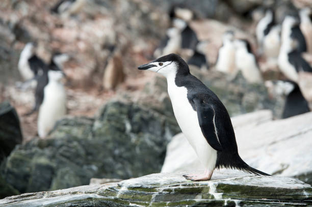istock Single Chinstrap penguin stands against a beautiful blue water and iceberg 922988708