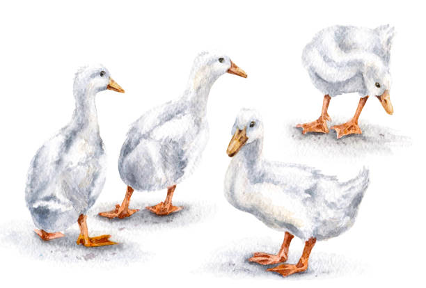 ilustrações de stock, clip art, desenhos animados e ícones de group of white ducks - marreco