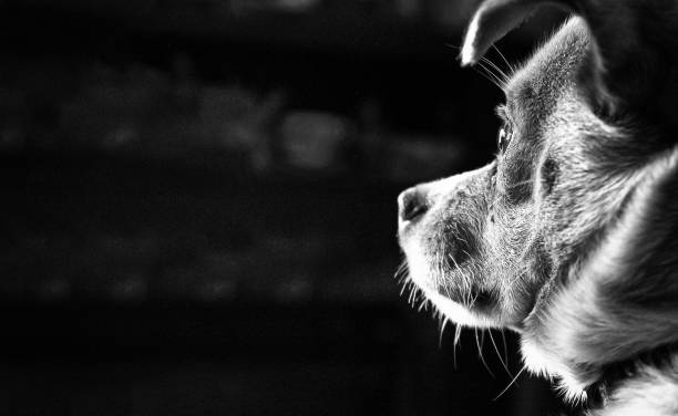 Dog in kennel Dog in enclosed kennel, abandoned animals, abuse emergency shelter stock pictures, royalty-free photos & images