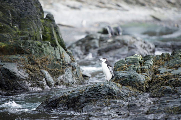 Single Chinstrap penguin stands against a beautiful blue water and iceberg