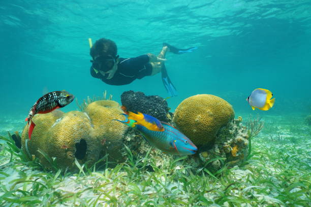 istock Man snorkeling underwater looking coral with fish 922992374