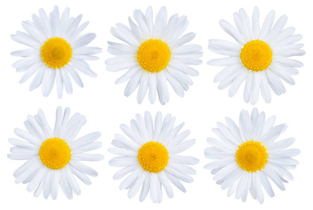 istock Set of chamomile flowers 922992864