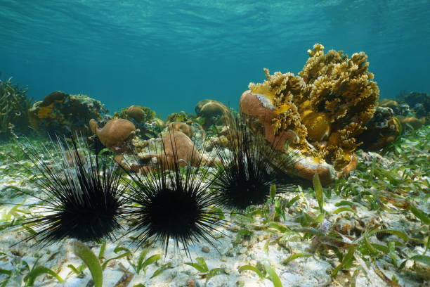 Long spined sea urchins underwater Long spined sea urchins underwater on seabed of the Caribbean sea spined stock pictures, royalty-free photos & images