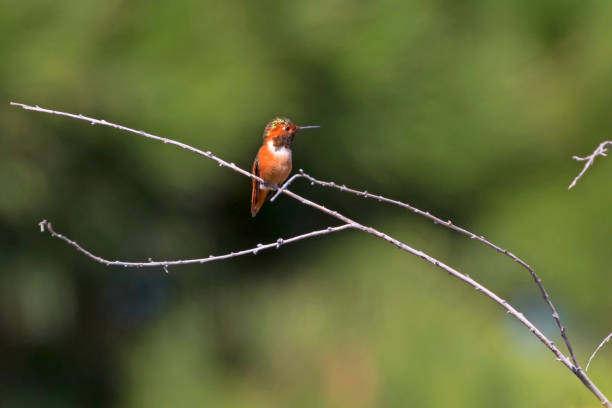 istock Hummingbird at Malibu Lagoon path 922993684