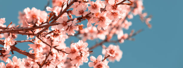istock Pink Flowers Blooming Peach Tree at Spring 922995774