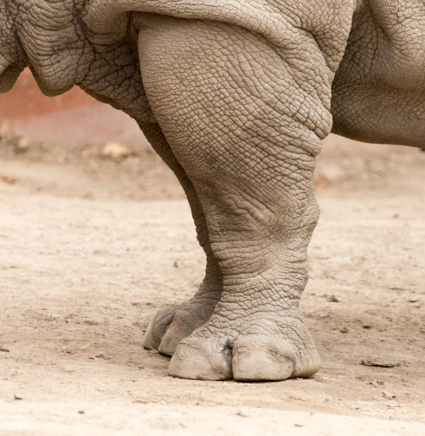istock rhino feet on the ground in nature 922996388