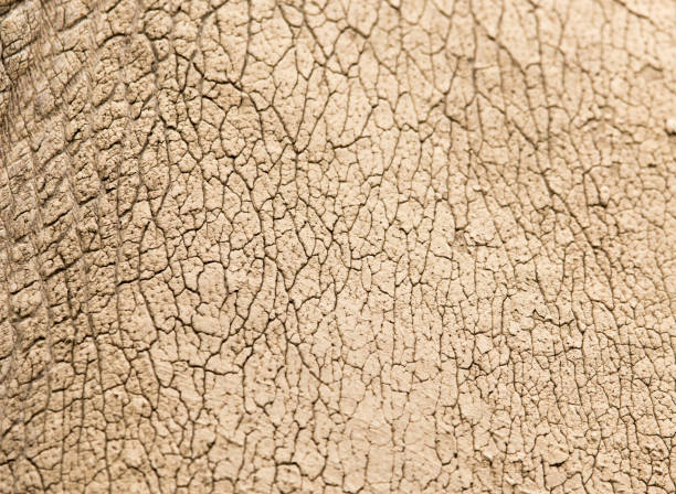 istock rhino skin as background 922996648