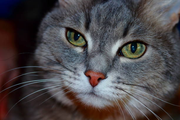 istock Sibirian Cat with green eyes 922996900