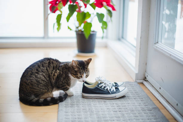 Sneakers on a carpet and a cat