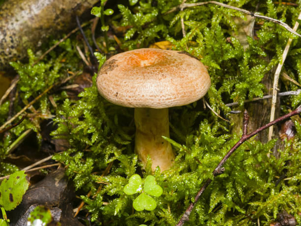 istock Saffron milk cap or Red pine mushroom, Lactarius deliciosus, in moss, selective focus, shallow DOF 923000004