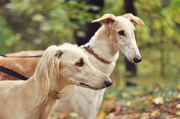 istock Russian and Persian greyhounds 923000072