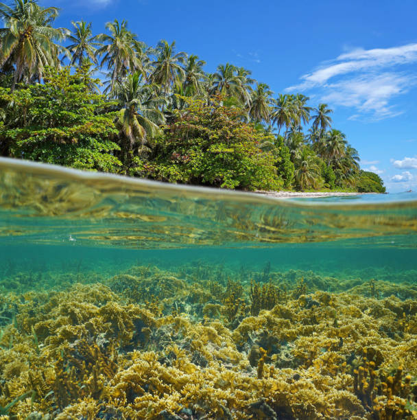 istock Lush tropical island with coral reef underwater 923000320