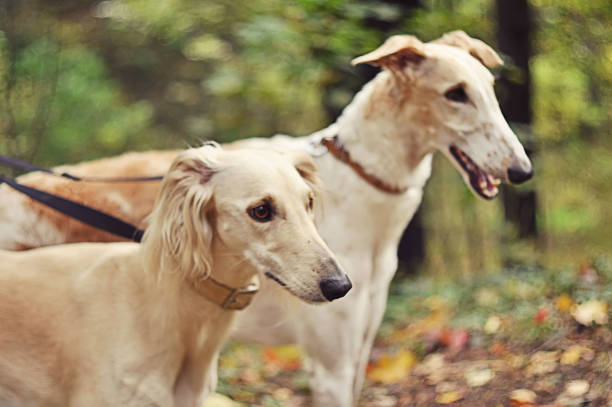 istock Russian and Persian greyhounds 923000458