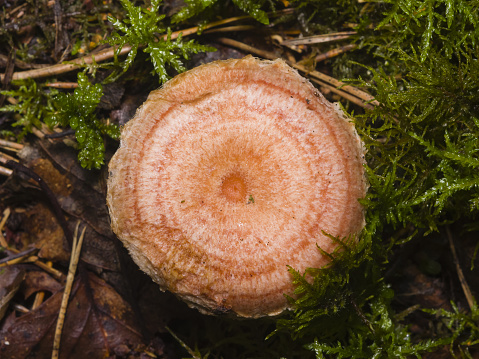 Saffron milk cap or Red pine mushroom, Lactarius deliciosus, in moss, selective focus, shallow DOF