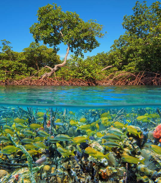 Mangrove and tropical fish Split image above and below water surface with mangrove and a shoal of tropical fish with sea sponges underwater, Caribbean sea, Panama grunt fish stock pictures, royalty-free photos & images