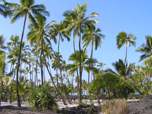 istock Landscape on Big Island 923003778