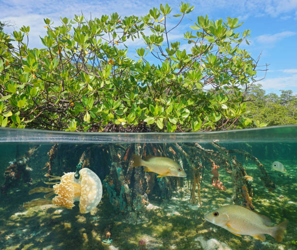 Mangrove half and half with fish and jellyfish Mangrove above and below water surface, half and half, with fish and a jellyfish underwater, Caribbean sea mangrove tree photos stock pictures, royalty-free photos & images