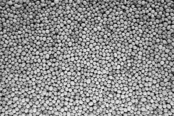 istock Dried pigeon peas background 923007224
