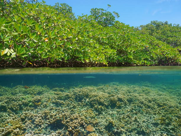 istock Mangrove over water and coral reef underwater 923010016