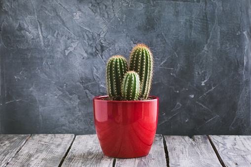 Green Cacti in the red pot on rustic wooden background. Toned vintage.