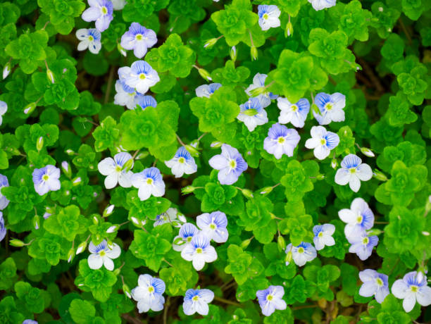 istock Spring flowers - Veronica. Beautifully blooming. Floral background. 923013372