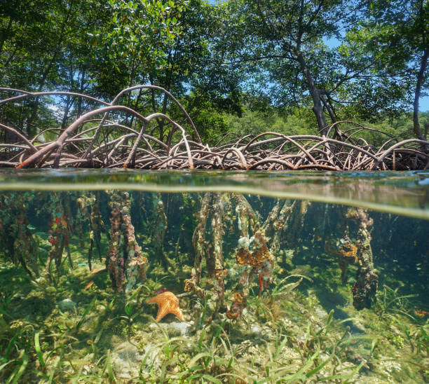 istock Mangrove above and underwater split by waterline 923013766