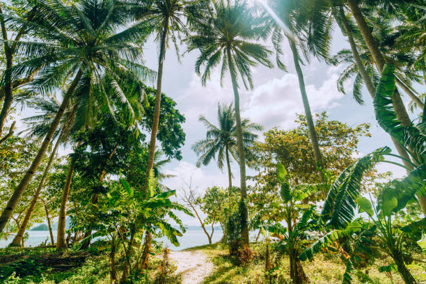 istock tropical scenery with beautiful palm beach 923014036