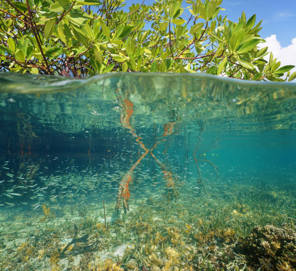 istock Mangrove ecosystem over and under the sea 923014730