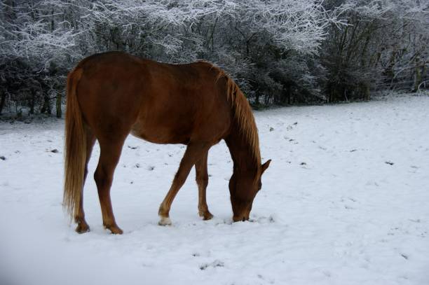 istock Horse in snow 923017822