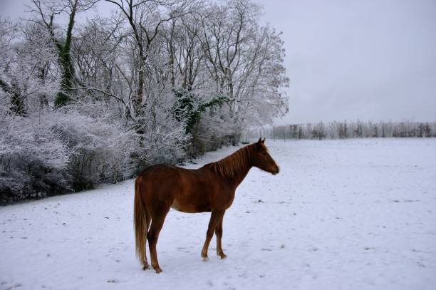 istock Horse in snow 923017874